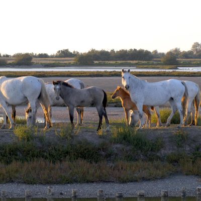 Adventures-Park-Gallanti-Comacchio Adventures-Park-Gallanti-Comacchio
