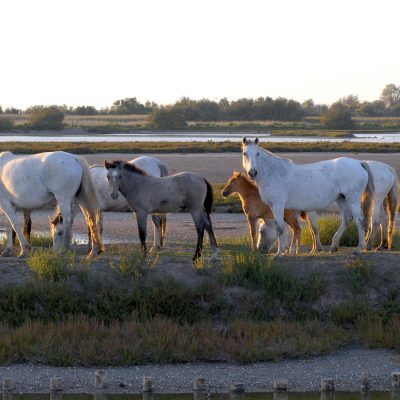 Adventures-Park-Gallanti-Comacchio